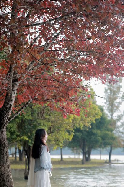 Mùa phong hương (sau sau) thay lá