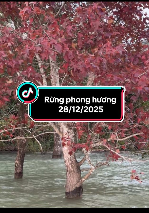 Cập nhật rừng phong hương cuối tháng 12
